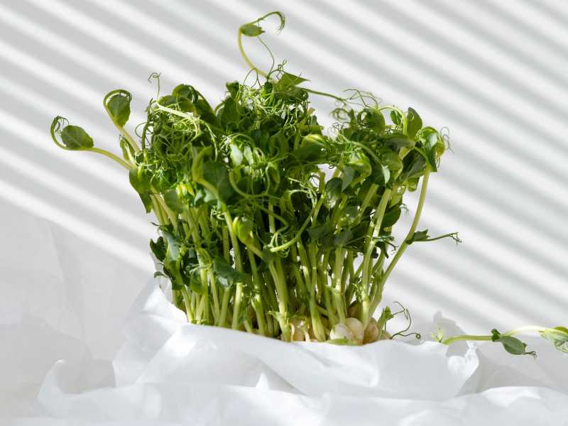 Pea Shoots
